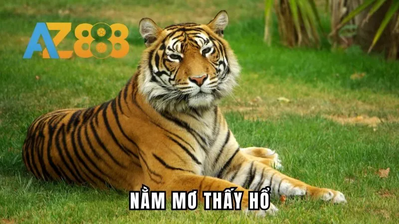 Nằm Mơ Thấy Hổ - Giải Đáp Chi Tiết Về Giấc Chiêm Bao 